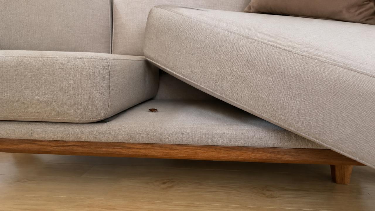 Why Pests Still Reach the Twentieth Floor