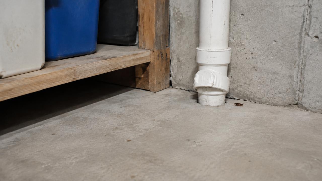 Gel Bait or Spray: Which Does Your Home Actually Need?