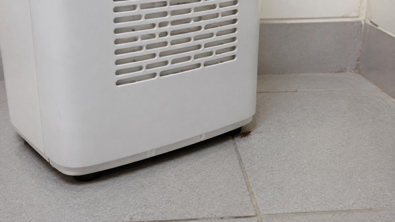 Before and After a Pest Treatment: A Practical Checklist