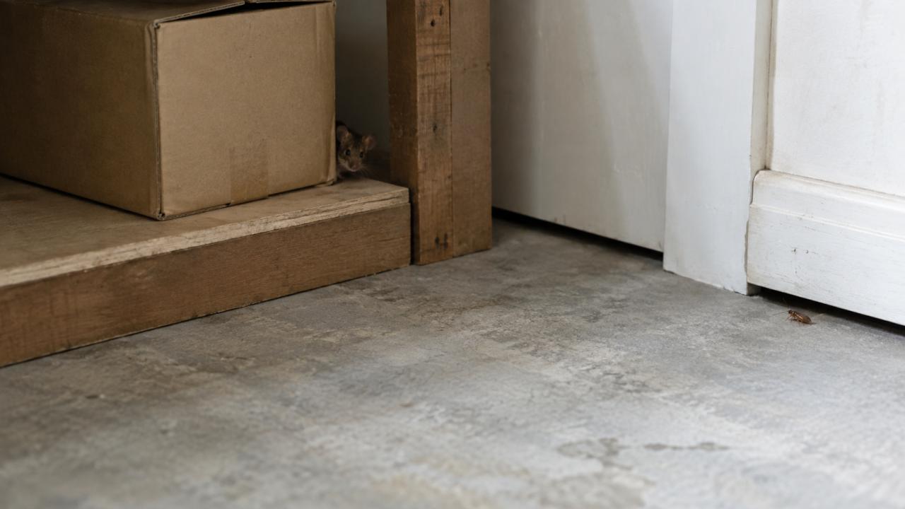 The gap between skirting and floorboards, where insects shelter in daylight