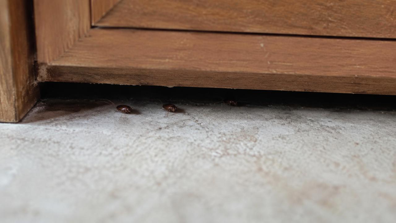 The gap between skirting and floorboards, where insects shelter in daylight