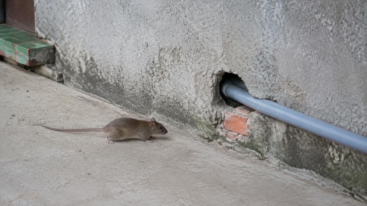 A hole at the base of a wall opening straight outside — a rodent entry point