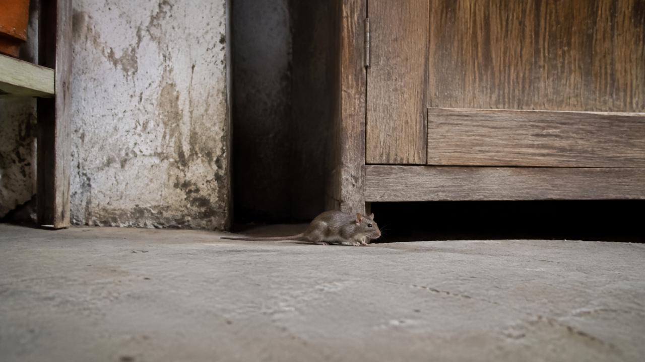 The gap under a door: a house mouse passes through a gap the width of a finger joint