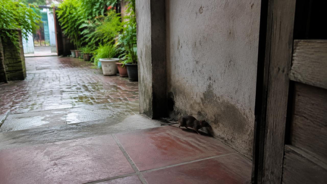 Rodents run along walls and cabinet bases, rarely across open floor