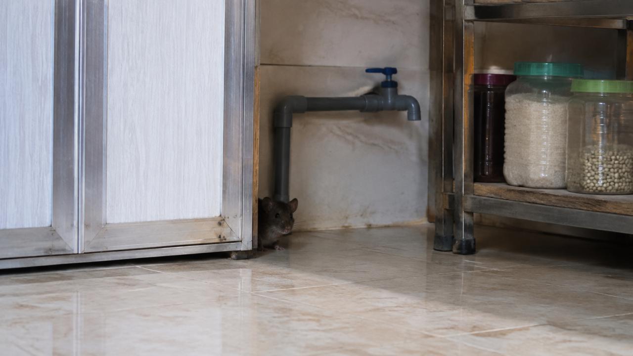 Preparing for a Food Safety Audit: The Pest Control File