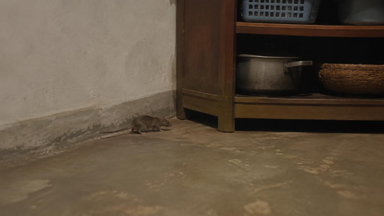 A hole at the base of a wall opening straight outside — a rodent entry point