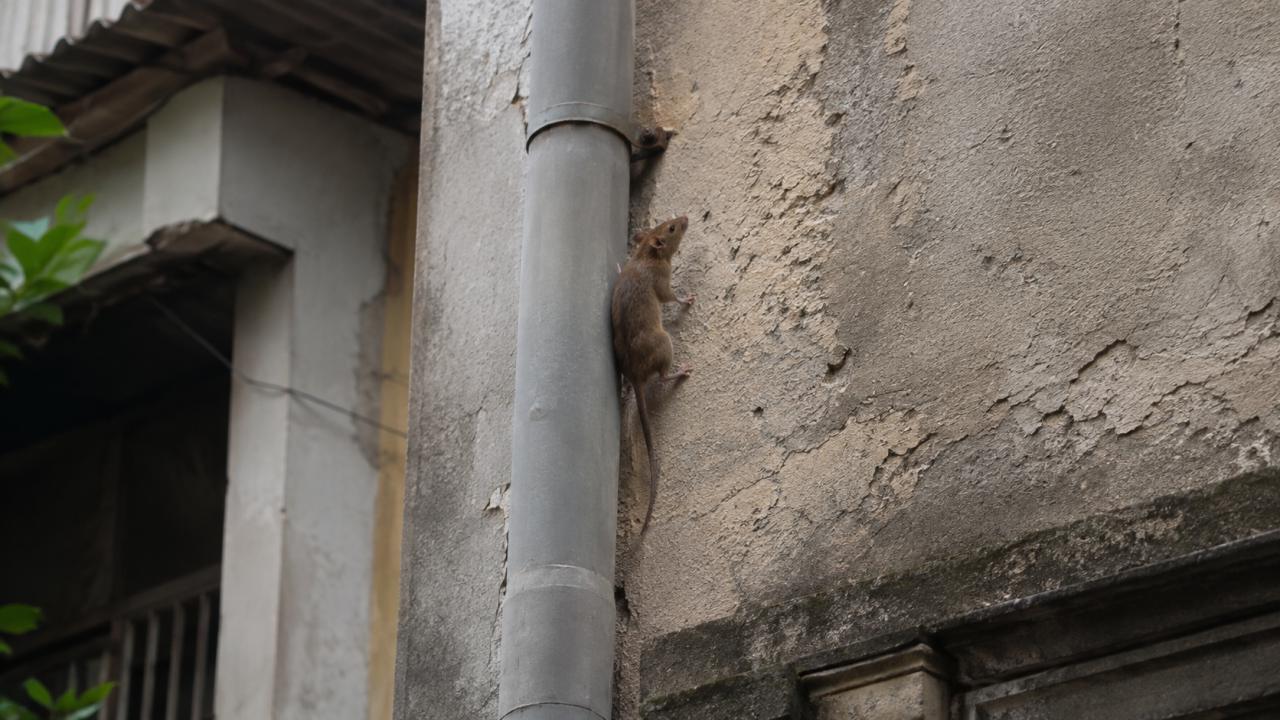 The gap under a door: a house mouse passes through a gap the width of a finger joint