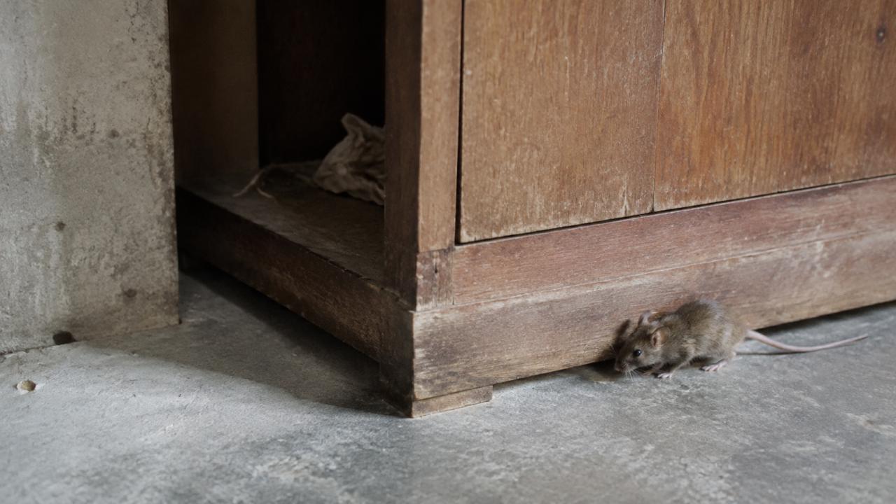 Rodents run along walls and cabinet bases, rarely across open floor