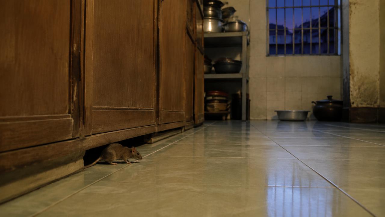 An unsealed pipe penetration through a wall is a ready-made entrance