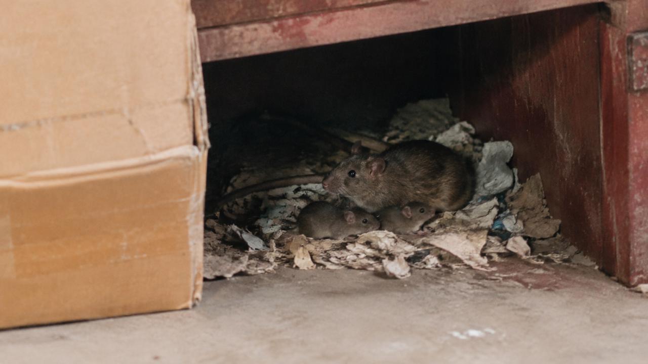 Rodents run along walls and cabinet bases, rarely across open floor