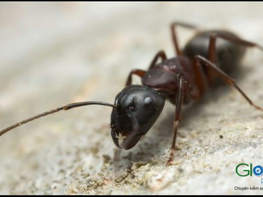 A worker ant photographed close up
