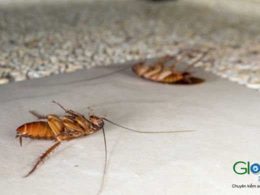 Two cockroaches on a concrete surface