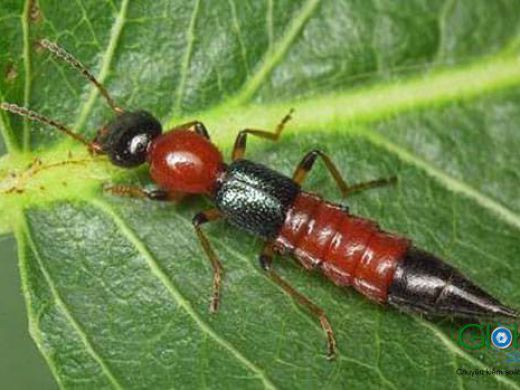 A paederus beetle, red and black, on a leaf