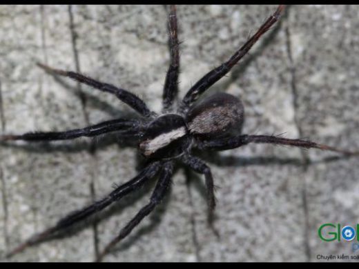 A wolf spider on a tiled surface