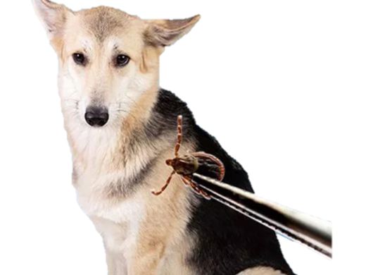 A tick being removed from a dog