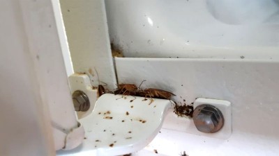 Keep Your Apartment Cockroach-Free: Best Pest Control Services in Ho Chi Minh