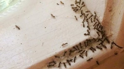 Why Ants Always Appear in the Kitchen and How to Deal with Them Effectively