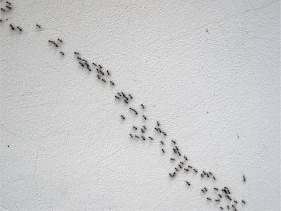 Comprehensive Ant Control Services for Apartments in Ho Chi Minh City