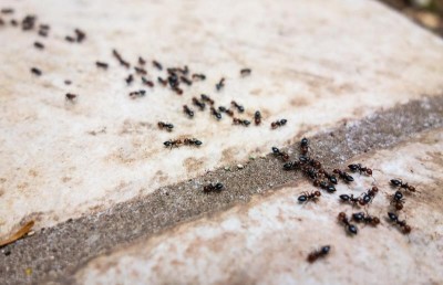 Winged Ants: Why Are They Flying Into Your Home?