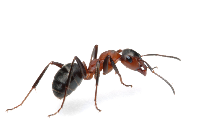 Ants