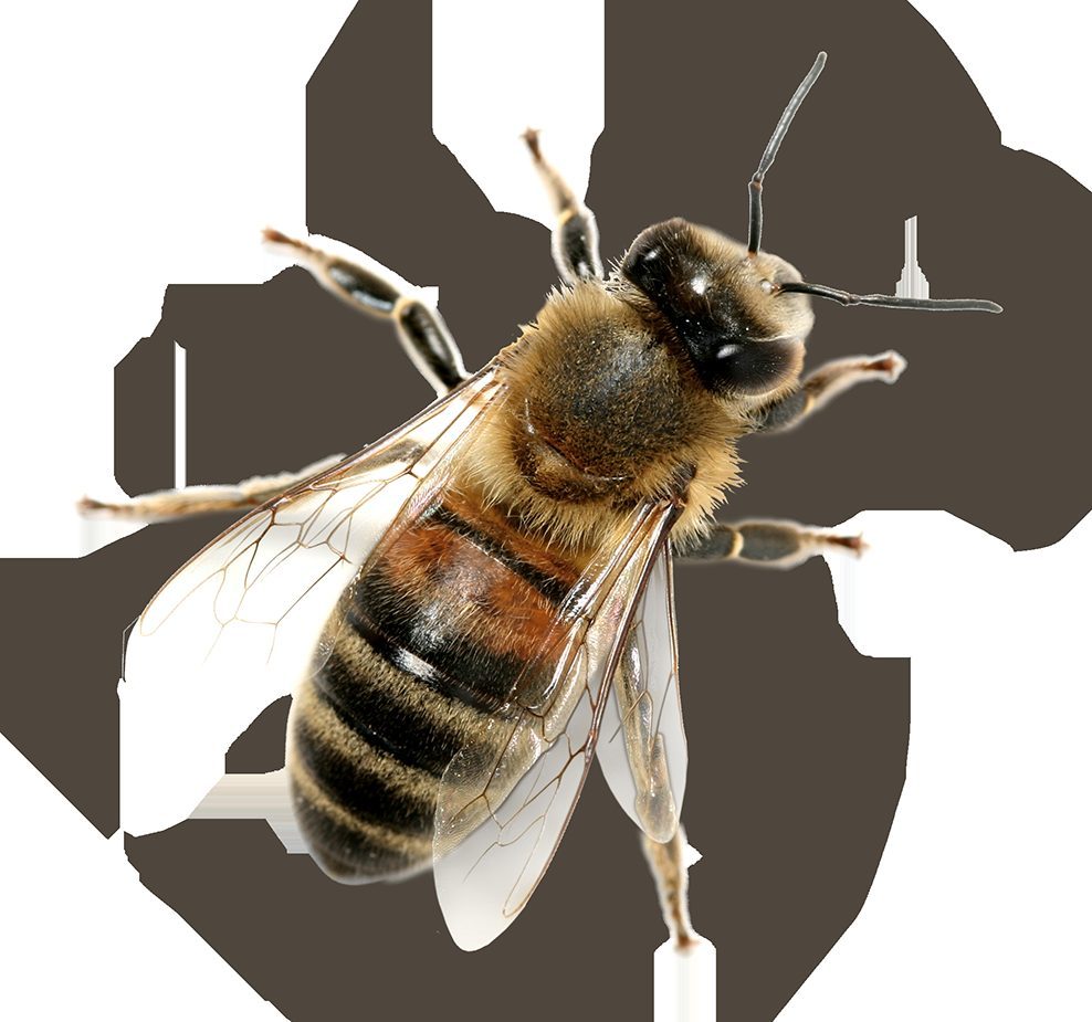 Bees