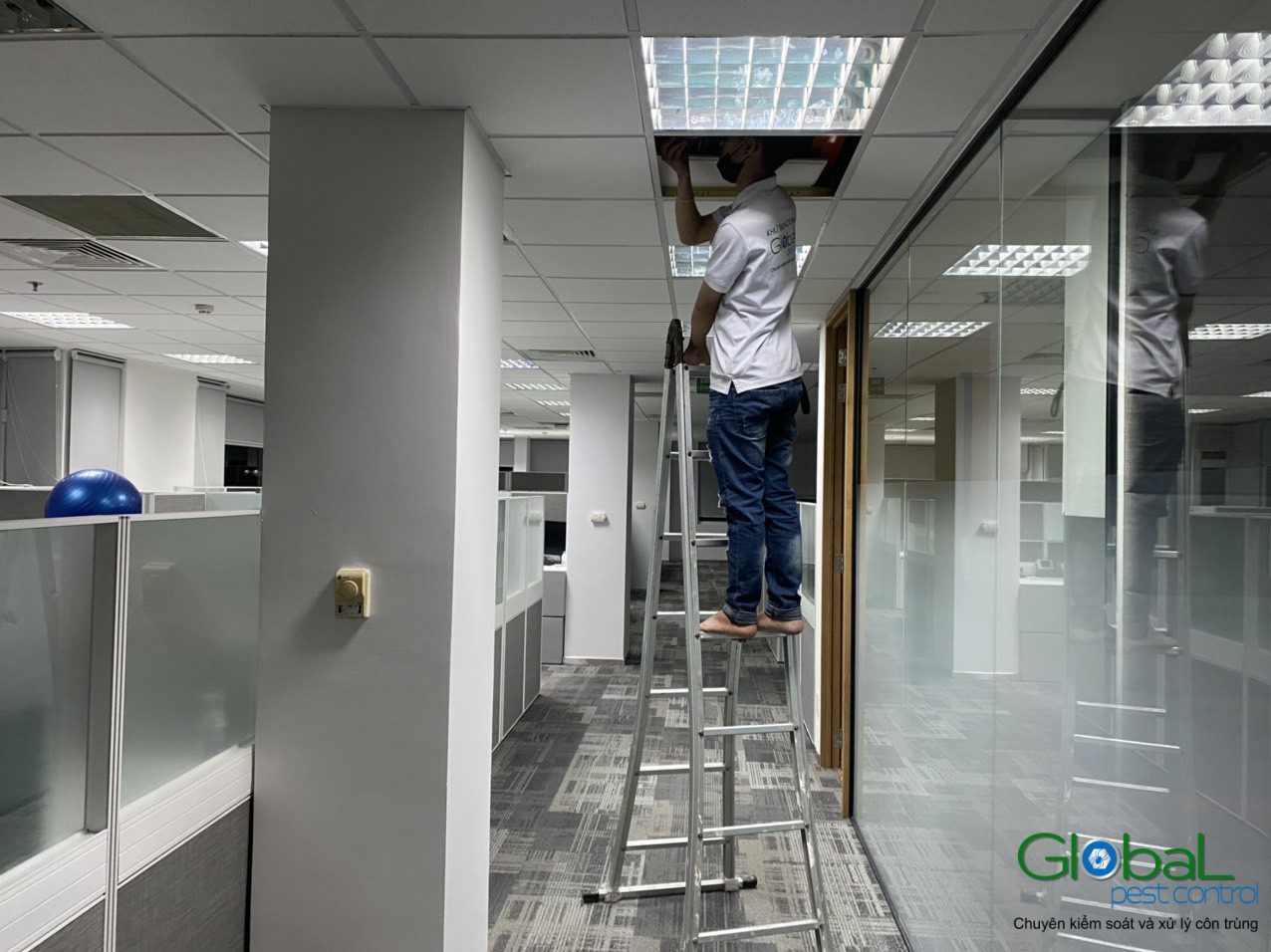 A Global Pest Control technician checking a ceiling void in a clinical corridor