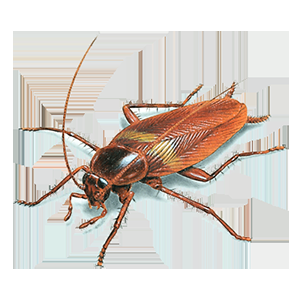 Cockroaches