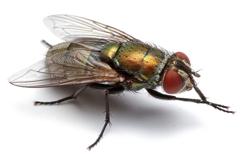 Flies