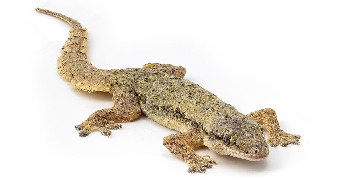 Lizards