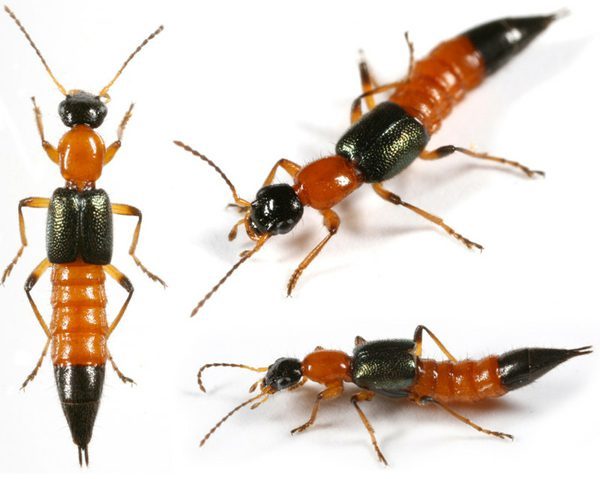Paederus