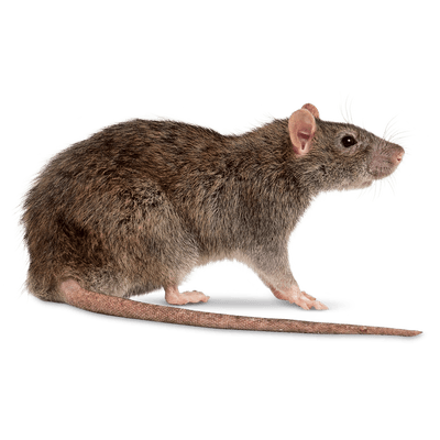 Rodents