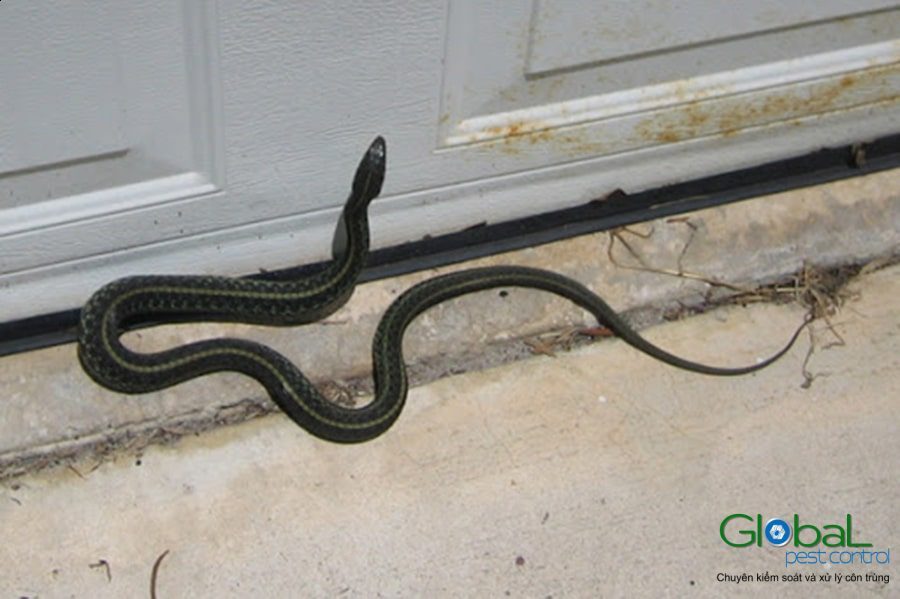 Snakes