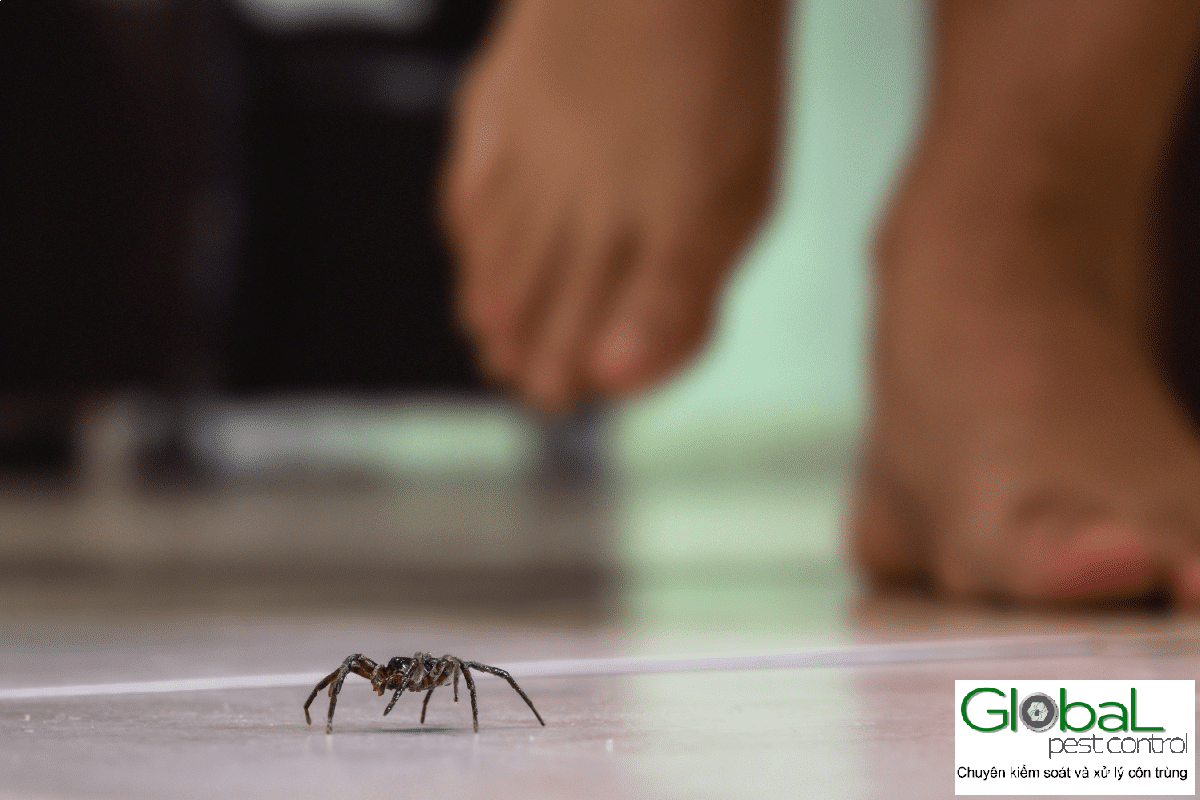 Spiders