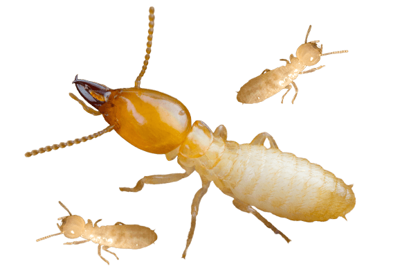 Termite workers and soldiers of the kind that damage structural timber