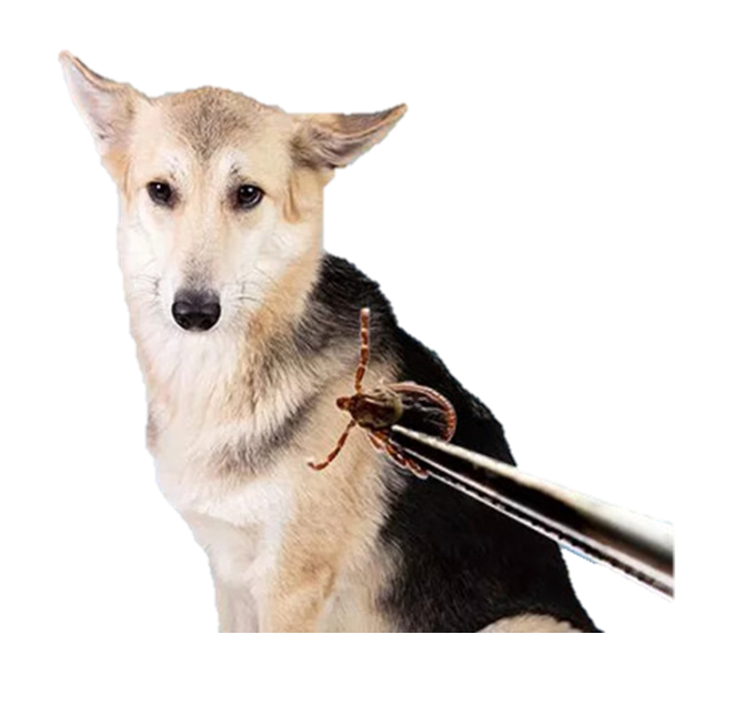 A tick being removed from a dog during a home treatment