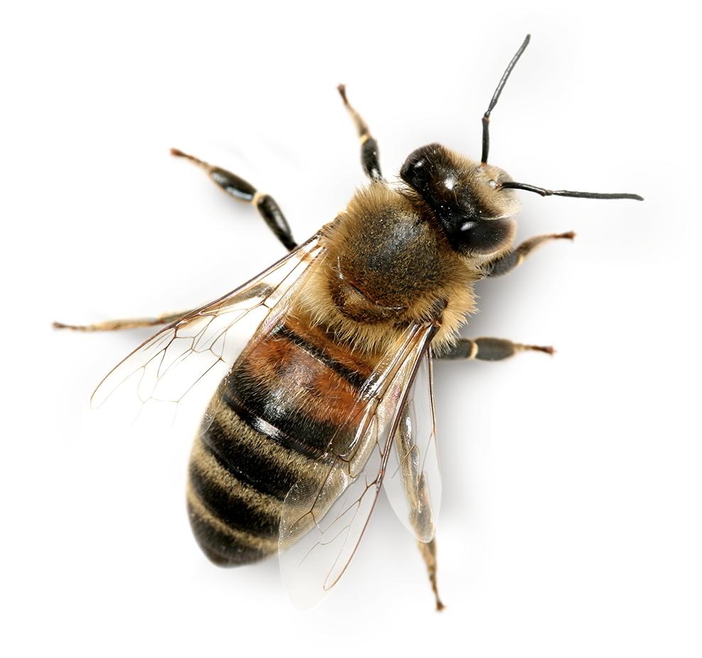 pngimg com bee png74730